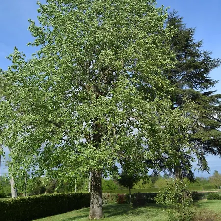 Le Nid De L'ecureuil Brens