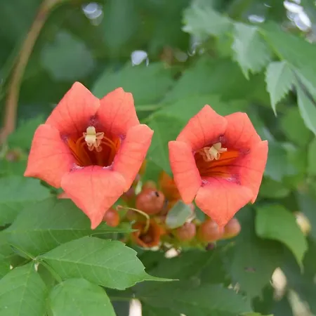 Le Nid De L'ecureuil