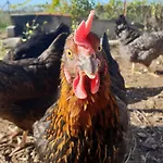 Le Nid De L'ecureuil 3*