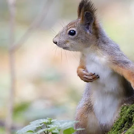 Bed and breakfast Le Nid De L'ecureuil Brens (Tarn)
