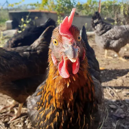 Le Nid De L'ecureuil B&B 3*