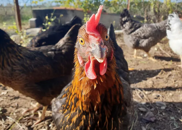 Le Nid De L'ecureuil 3*