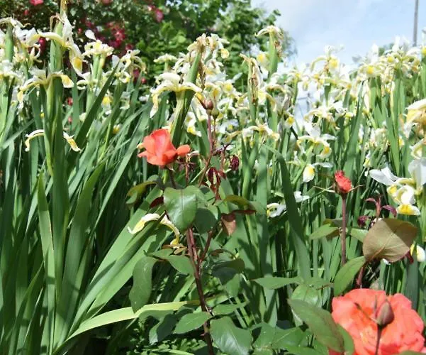 Le Nid De L'ecureuil